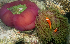 Velidhu - 2013_03_09 - IMG_0300rf_Poisson Clown des Maldives - Amphiprion Nigripe_House reef_pmt